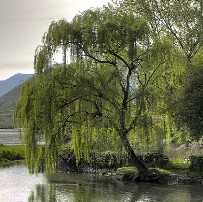 Salicylic Acid (BHA) สารสกัดจากเปลือกของต้นวิลโล่